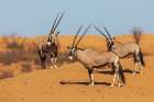 Gemsbok bulls watching a water hole for possible predators in Kalahari Desert in southern Africa Art Print
